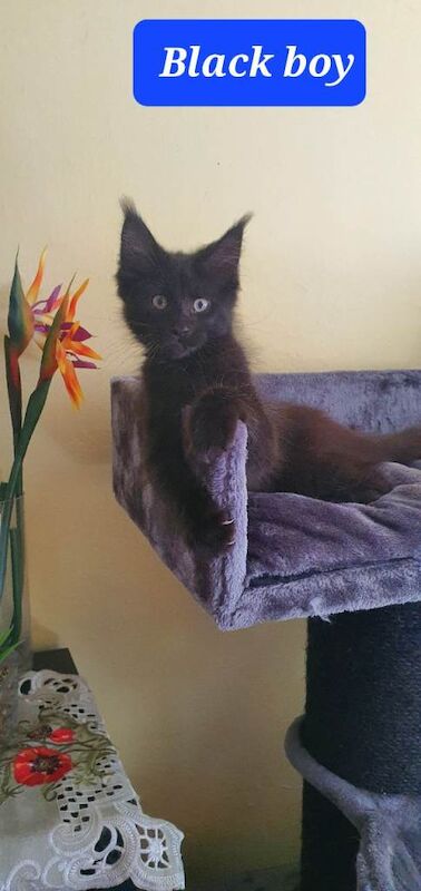 Maine Coon Kittens For Sale