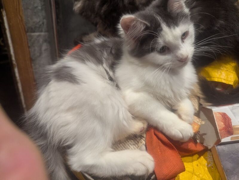 Maine Coon kittens for sale in Sandwich, Kent – 3 months old