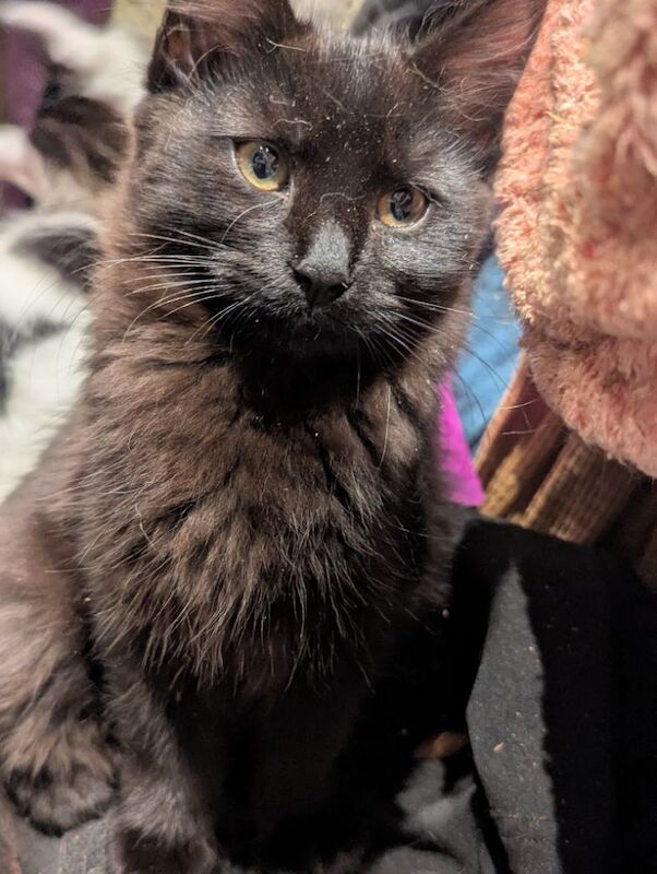 Maine Coon kittens for sale in Sandwich, Kent – 3 months old - Image 2 of 7