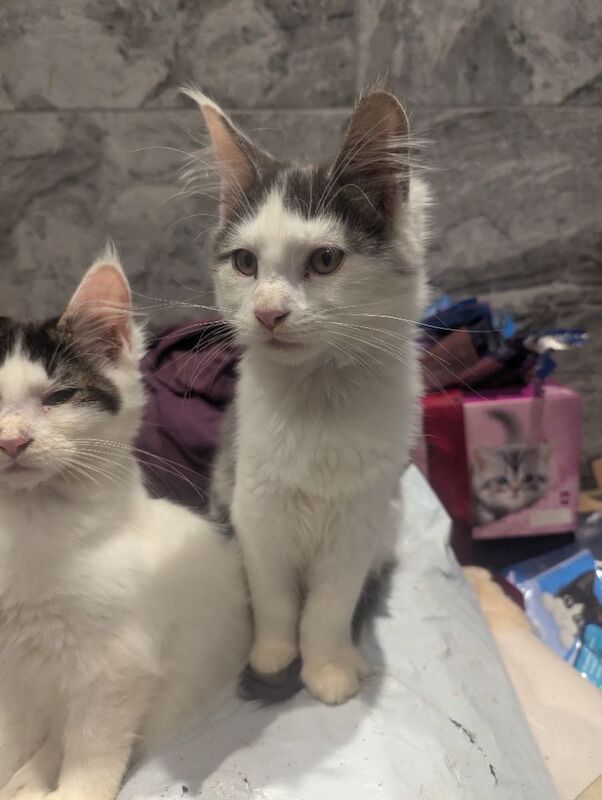 Maine Coon kittens for sale in Sandwich, Kent – 3 months old - Image 3 of 7