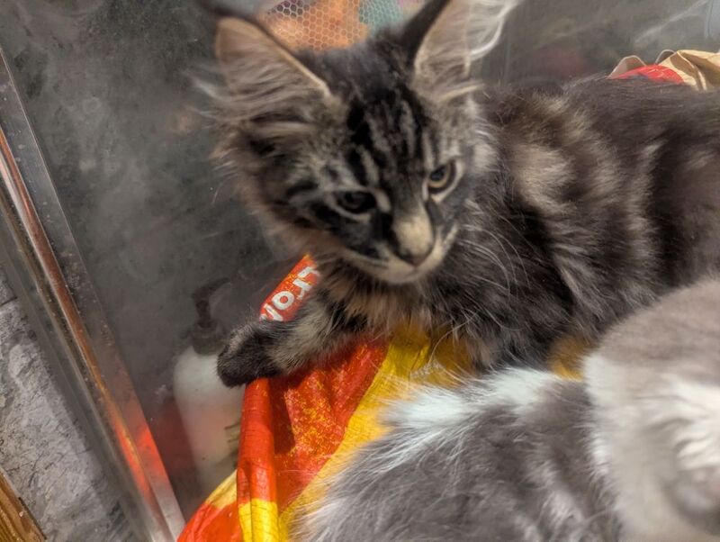 Maine Coon kittens for sale in Sandwich, Kent – 3 months old - Image 4 of 7