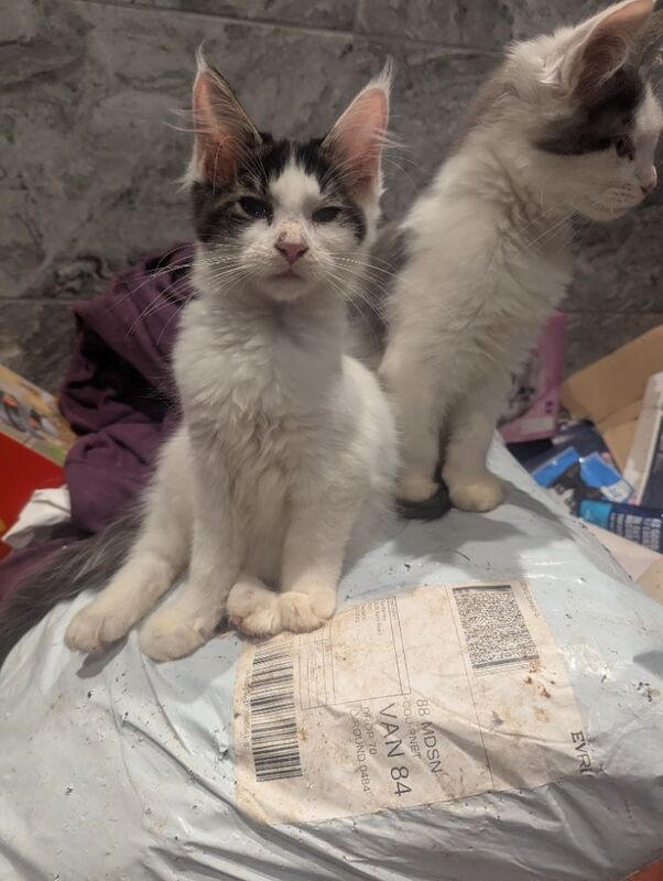 Maine Coon kittens for sale in Sandwich, Kent – 3 months old - Image 5 of 7