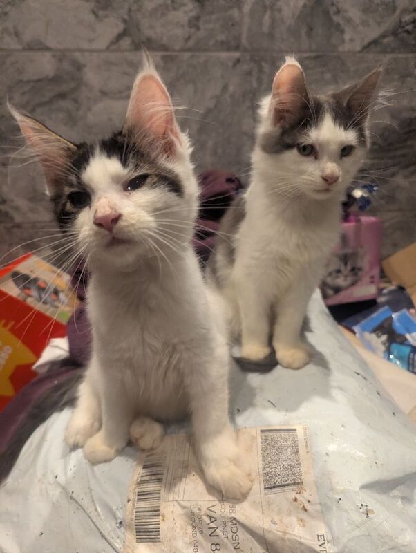 Maine Coon kittens for sale in Sandwich, Kent – 3 months old - Image 6 of 7