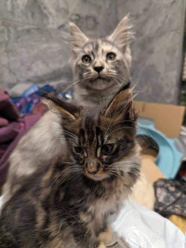 Maine Coon kittens for sale in Sandwich, Kent – 3 months old - Image 7 of 7