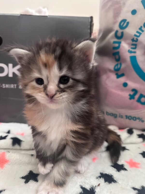 Maine coon kittens for sale🐈‍⬛ for sale in Kirkintilloch, Dunbartonshire
