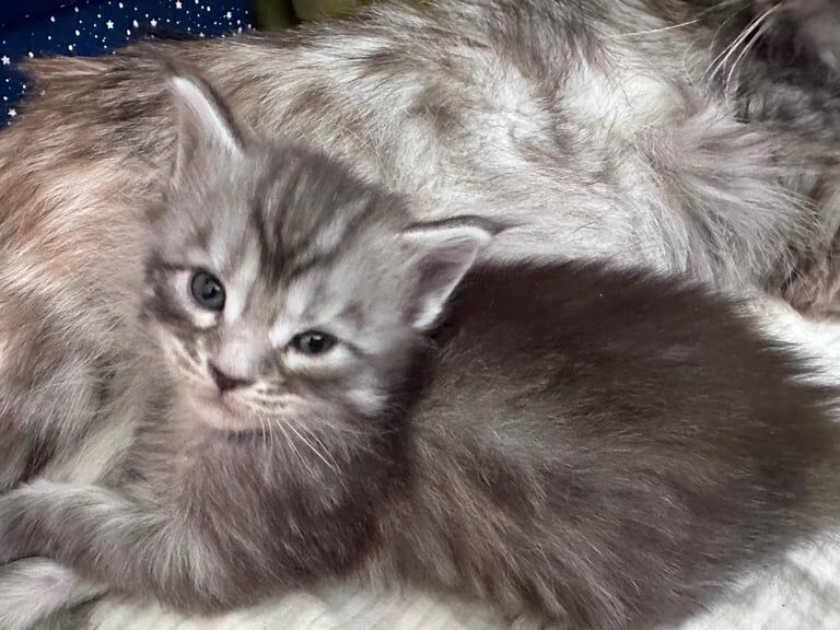 Maine coon kittens for salešā⬠for sale in Kirkintilloch, Dunbartonshire | Image 2