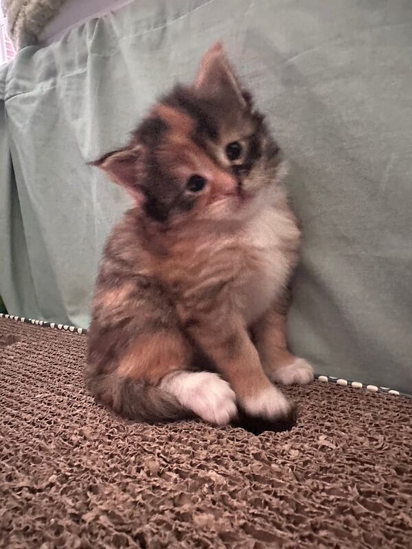 Maine coon kittens for salešā⬠for sale in Kirkintilloch, Dunbartonshire | Image 3