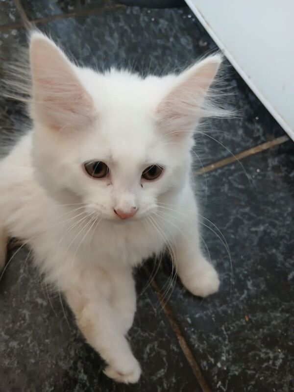 Maine Coon kittens for sale in Easington Lane, Tyne and Wear – 11 weeks old