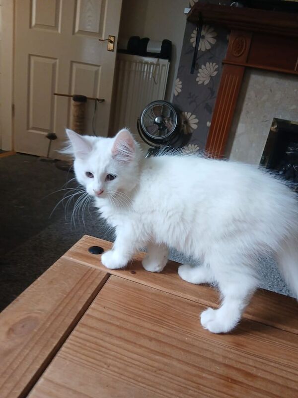 Maine Coon kittens for sale in Easington Lane, Tyne and Wear – 11 weeks old - Image 2 of 3