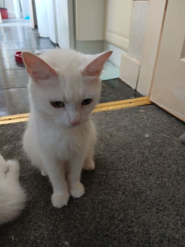 Maine Coon kittens for sale in Easington Lane, Tyne and Wear – 11 weeks old - Image 3 of 3