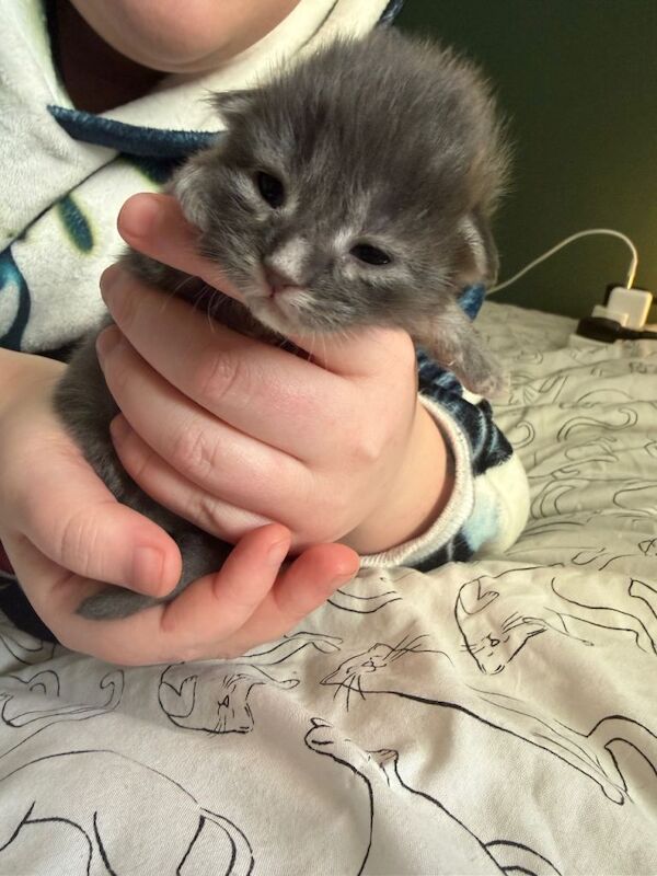 Maine Coon kittens for sale in Great Cornard, Suffolk – 1 week old