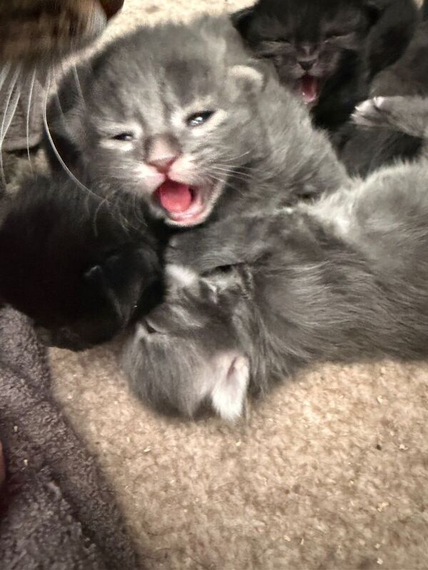 Maine Coon kittens for sale in Great Cornard, Suffolk – 2 weeks old - Image 2 of 5