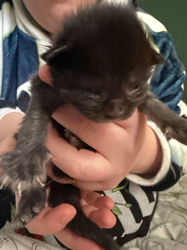 Maine Coon kittens for sale in Great Cornard, Suffolk – 2 weeks old - Image 3 of 5