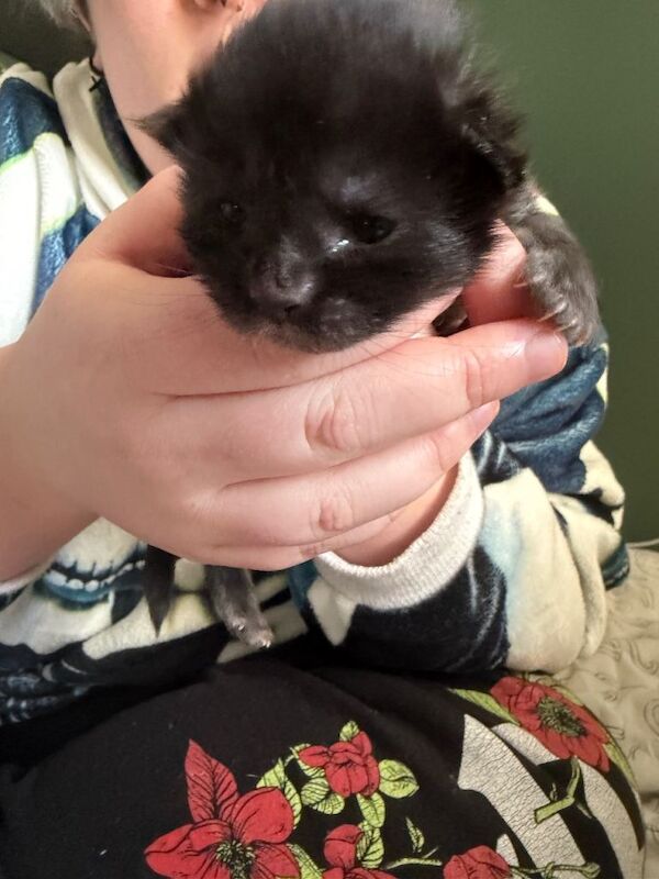 Maine Coon kittens for sale in Great Cornard, Suffolk – 2 weeks old - Image 4 of 5