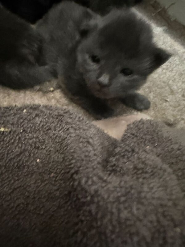 Maine Coon kittens for sale in Great Cornard, Suffolk – 2 weeks old - Image 5 of 5