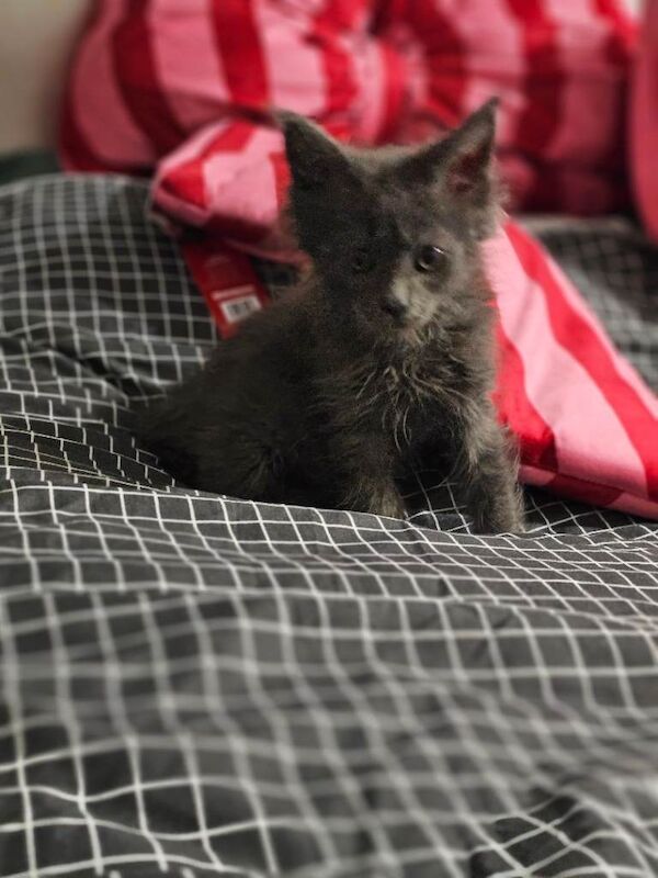 Maine Coon kittens for sale in Whitwick, Leicestershire – 11 weeks old - Image 2 of 5