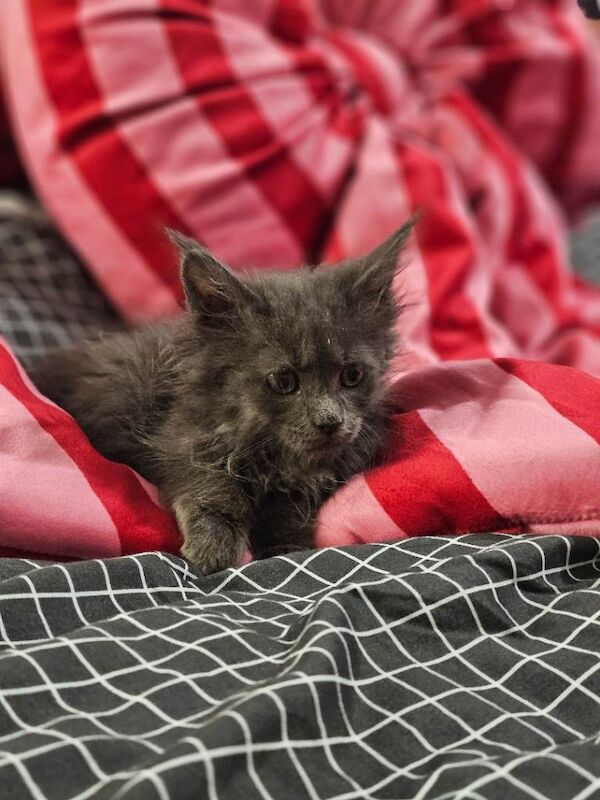 Maine Coon kittens for sale in Whitwick, Leicestershire – 11 weeks old - Image 3 of 5