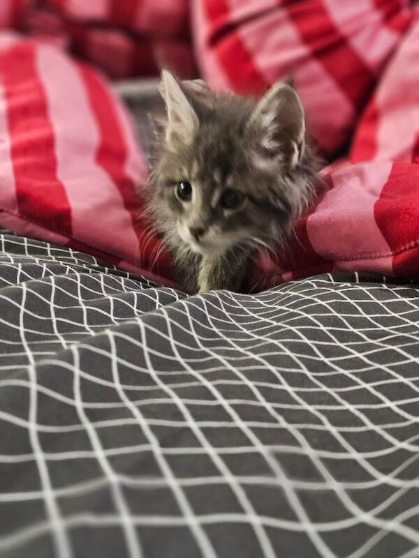 Maine Coon kittens for sale in Whitwick, Leicestershire – 11 weeks old - Image 5 of 5