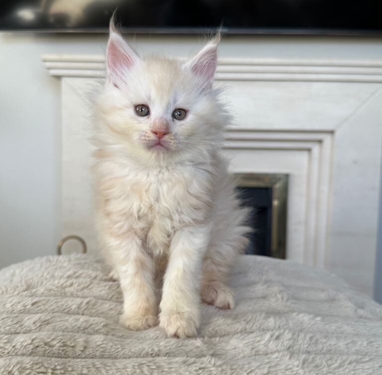Maine coon kittens for sale