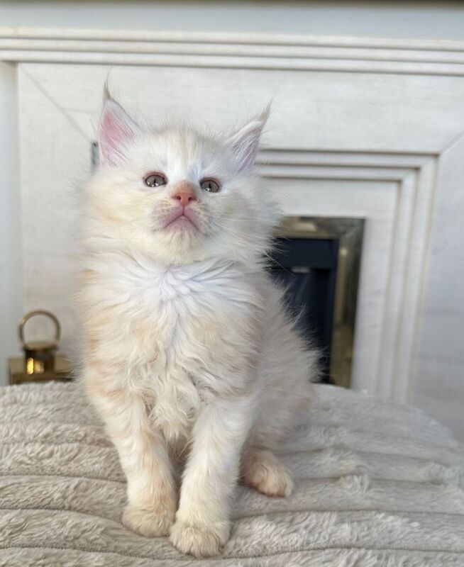 Maine coon kittens for sale - Image 2 of 5