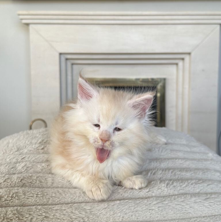 Maine coon kittens for sale - Image 3 of 5
