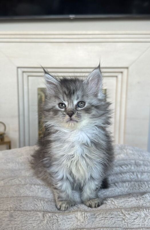 Maine coon kittens for sale - Image 4 of 5