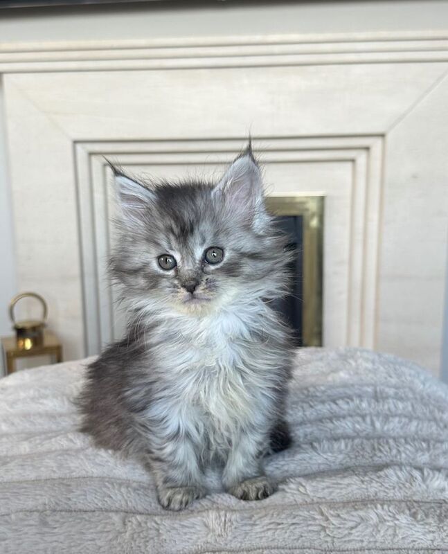 Maine coon kittens for sale - Image 5 of 5