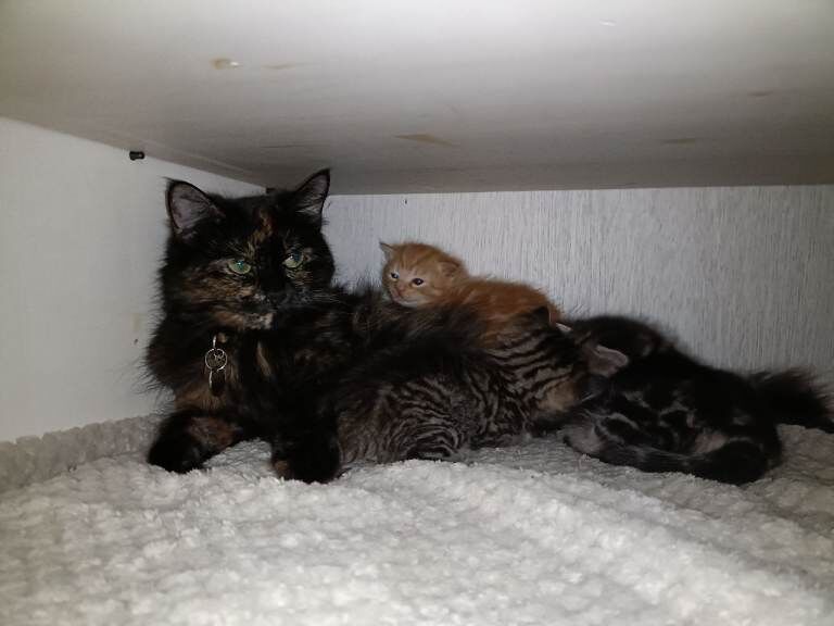 Maine Coon Kittens For Sale Under £300