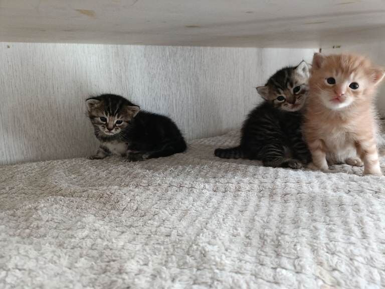 Maine Coon Kittens for sale - Image 2 of 3