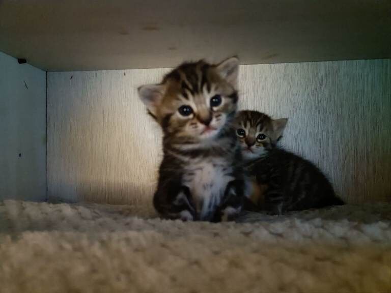 Maine Coon Kittens for sale - Image 3 of 3