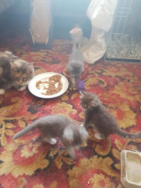 Maine Coon Kittens For Sale 3 male renaining