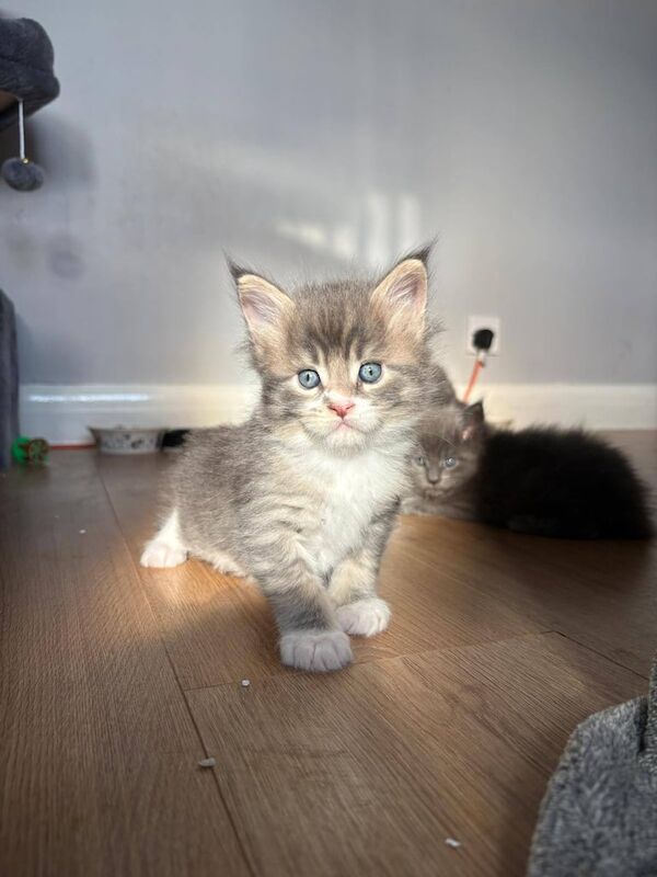 Maine Coon kittens for sale in Coventry, West Midlands – 7 weeks old
