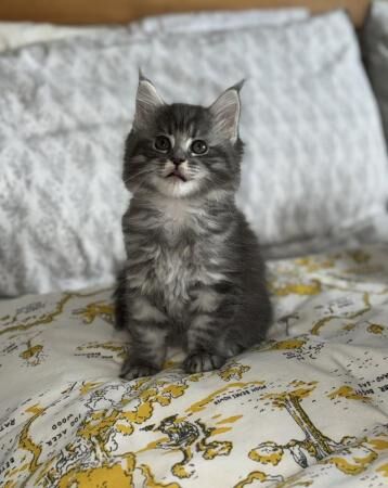 Buy and sell Maine Coon kittens and cats online | Maine Coon Owners