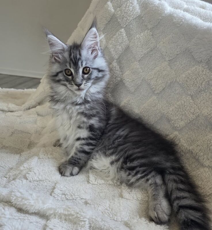 Maine Coon kittens for sale in East Kilbride, Lanarkshire – 11 weeks old