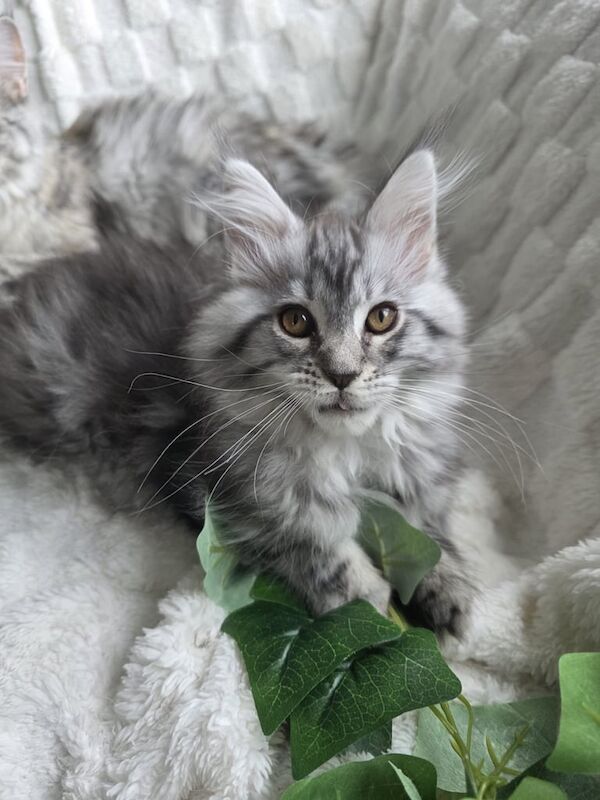 Maine Coon kittens for sale in East Kilbride, Lanarkshire – 11 weeks old - Image 2 of 3