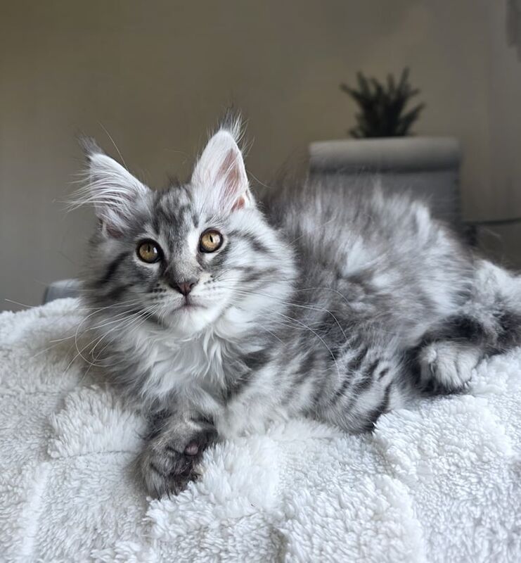 Maine Coon kittens for sale in East Kilbride, Lanarkshire – 11 weeks old - Image 3 of 3