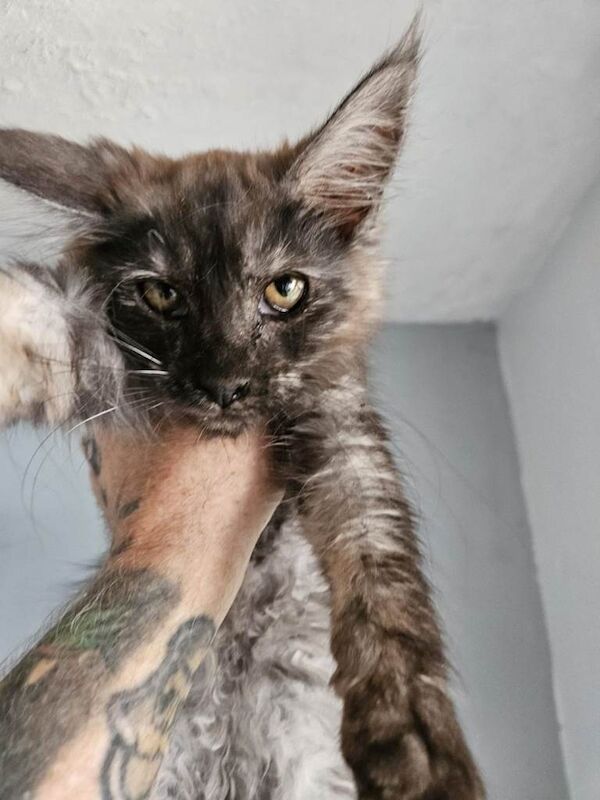 Maine coon kittens m/f available