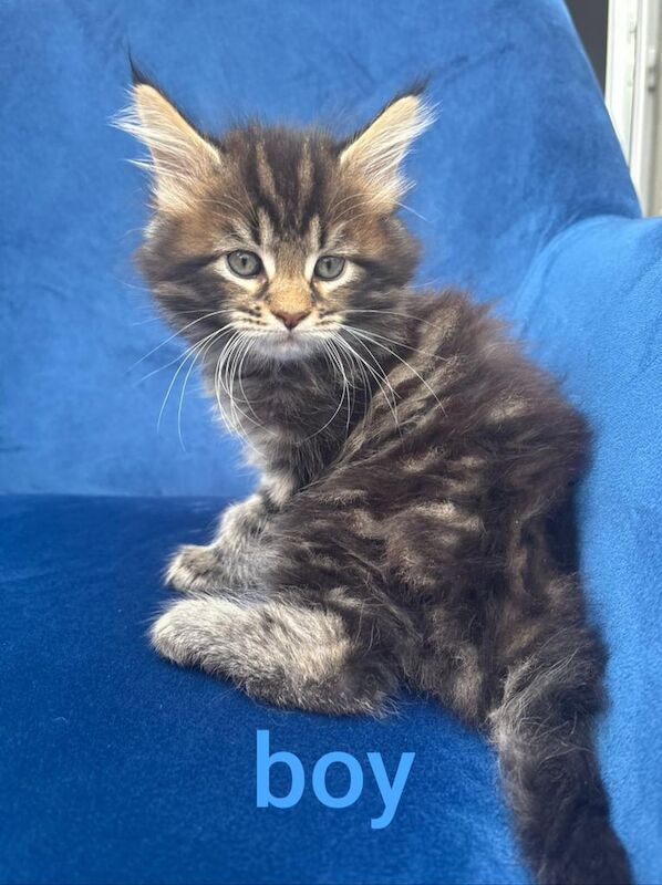 Maine Coon kittens for sale in Coalisland, County Tyrone – 9 weeks old - Image 2 of 3
