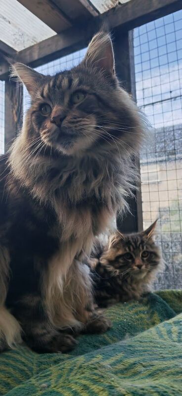 Maine Coon kittens for sale in Craigavon, County Armagh – 3 months old