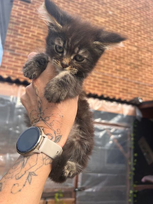 Maine Coon kittens for sale in Southampton, Hampshire – 10 weeks old