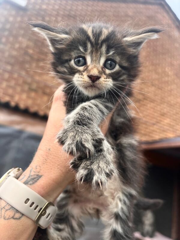 Maine Coon kittens for sale in Southampton, Hampshire – 10 weeks old - Image 2 of 3