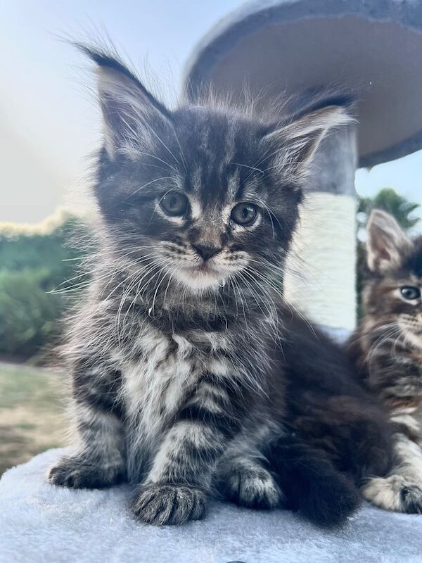 Maine Coon kittens for sale in Southampton, Hampshire – 10 weeks old - Image 3 of 3
