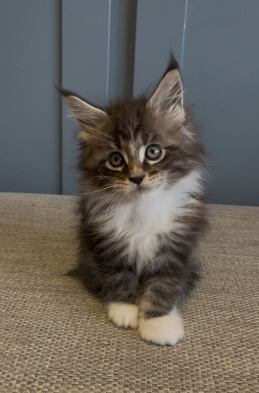 Maine Coon kittens for sale in Newtownards, County Down – 6 weeks old