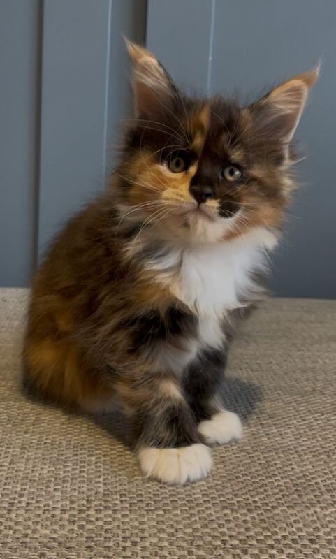 Maine coon kittens pedigree GCCF registered - Image 2 of 6