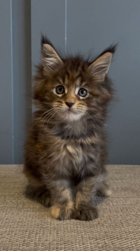 Maine coon kittens pedigree GCCF registered - Image 3 of 6