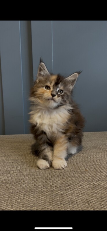 Maine coon kittens pedigree GCCF registered - Image 4 of 6