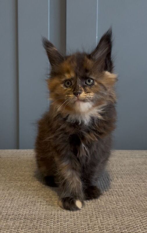 Maine coon kittens pedigree GCCF registered - Image 5 of 6