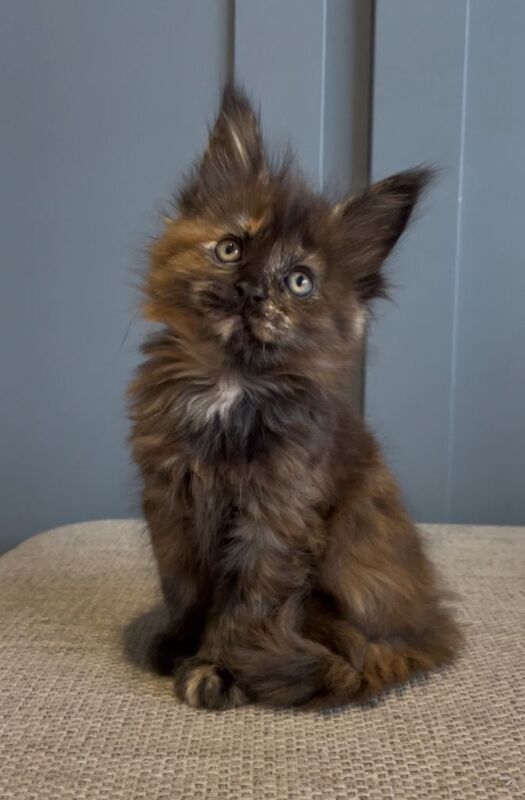 Maine coon kittens pedigree GCCF registered - Image 6 of 6