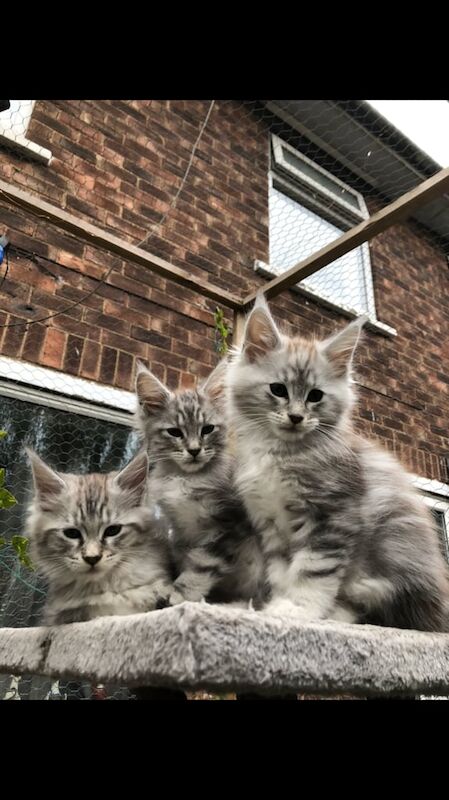 Maine Coon kittens for sale in Doncaster, South Yorkshire – 9 weeks old
