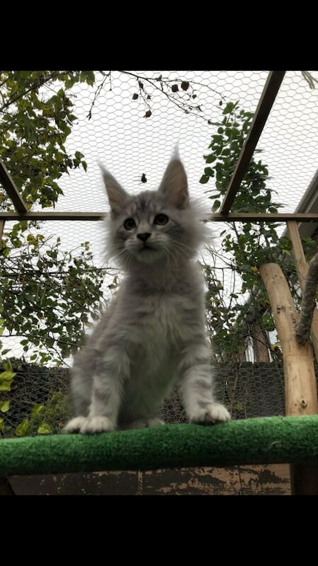 Maine Coon kittens for sale in Doncaster, South Yorkshire – 12 weeks old - Image 2 of 5